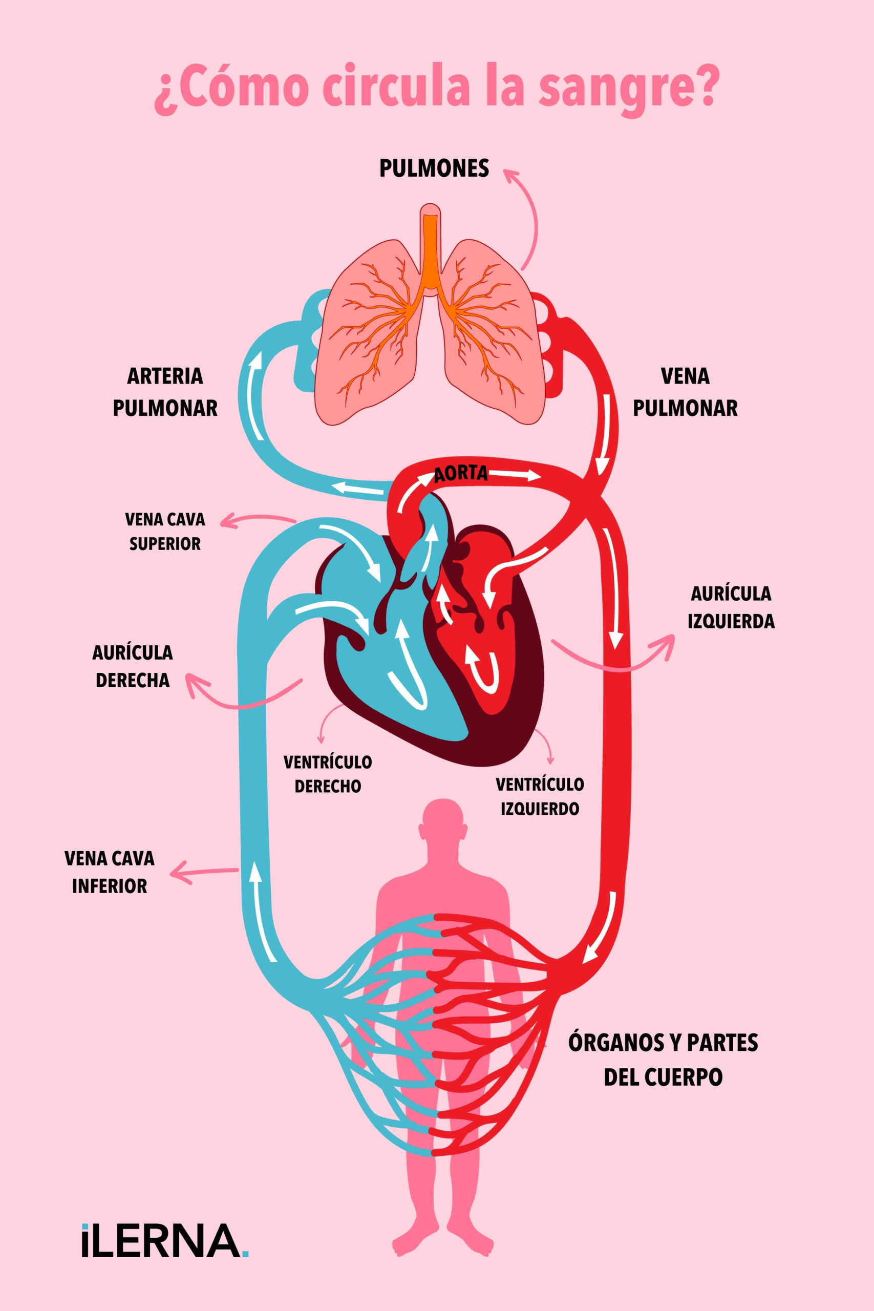 Gráfico que muestra cómo circula la sangre