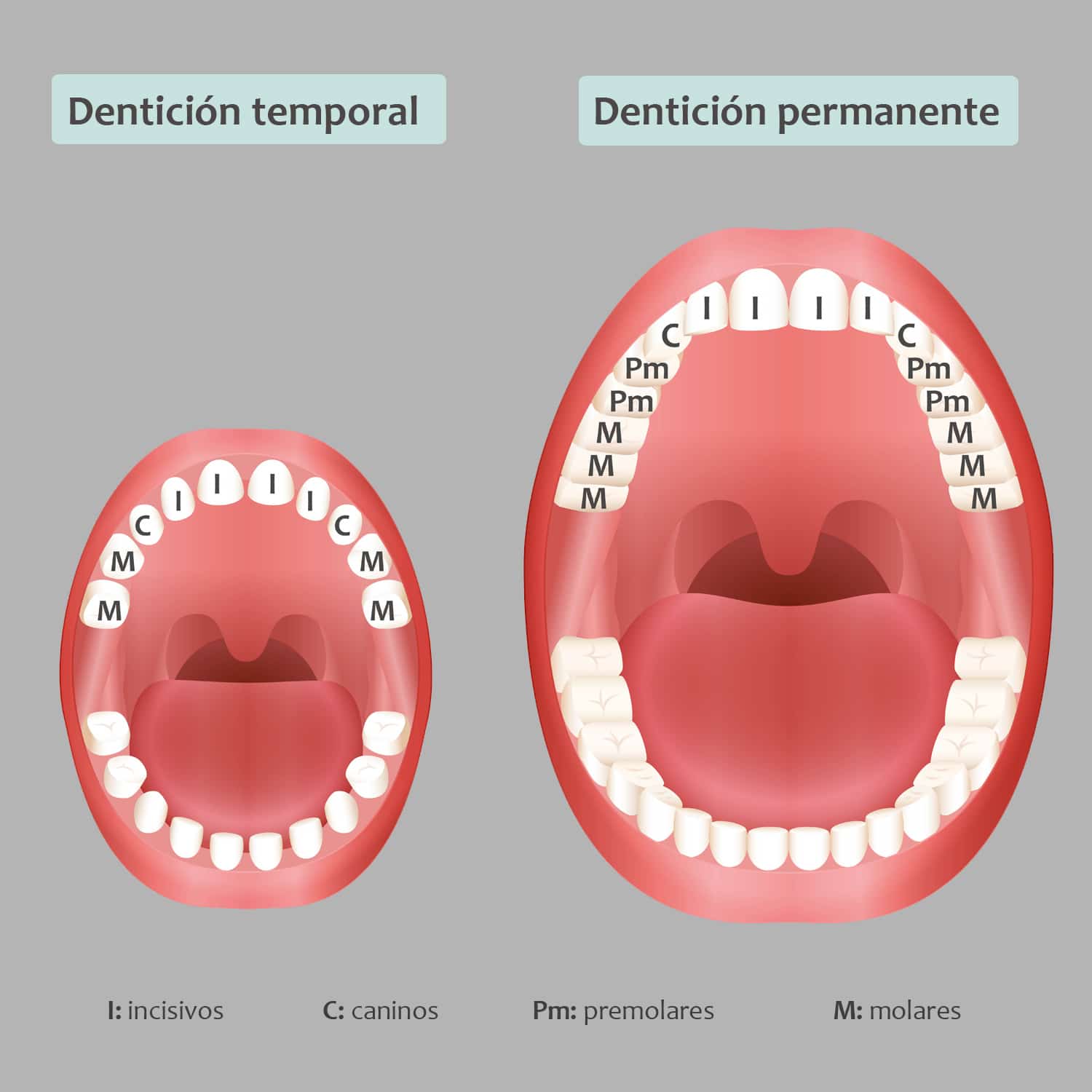 La dentición temporal y la dentición permanente