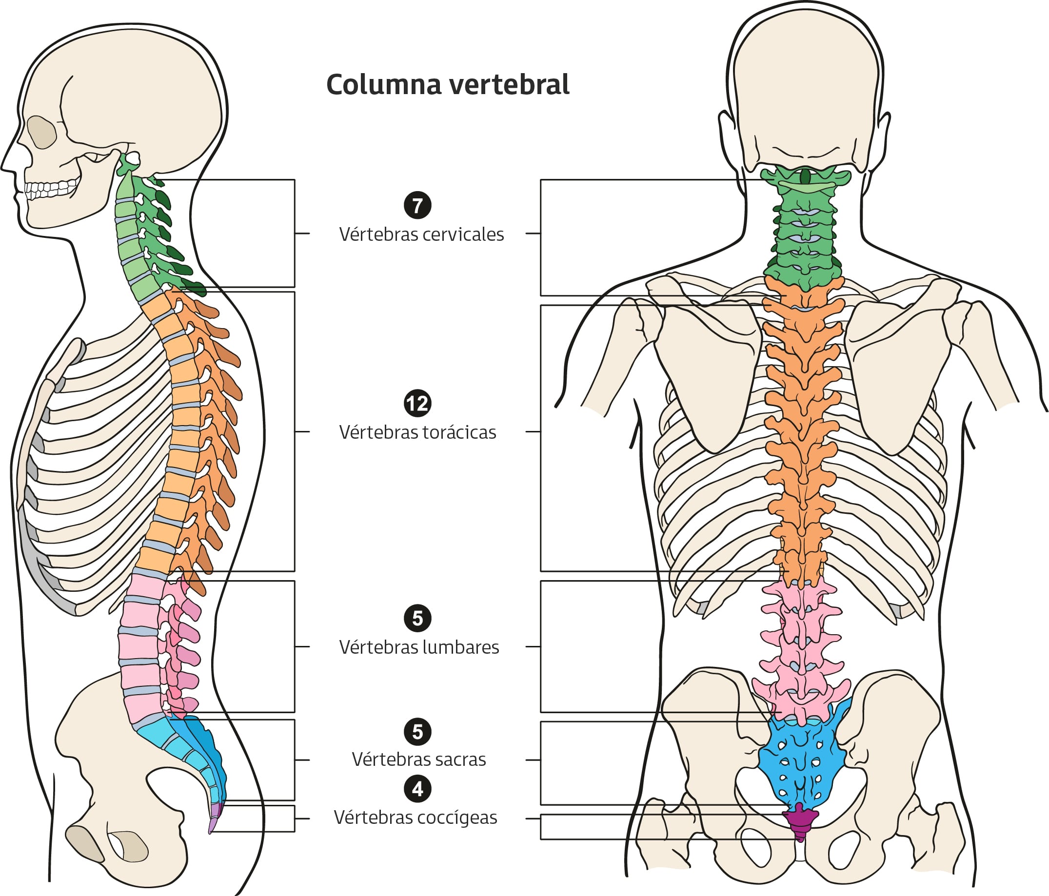 Importancia Del Ajuste De La Bicicleta Para Prevenir Lesiones 3 La Columna Vertebral Y La Importancia En El Ajuste De La Bicicleta