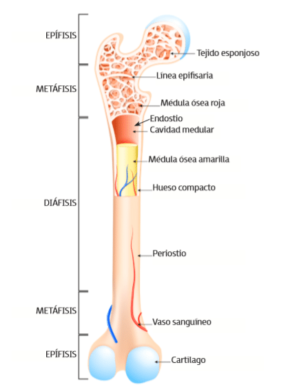 El sistema óseo está formado por huesos largos, cortos, planos e e irregulares. 