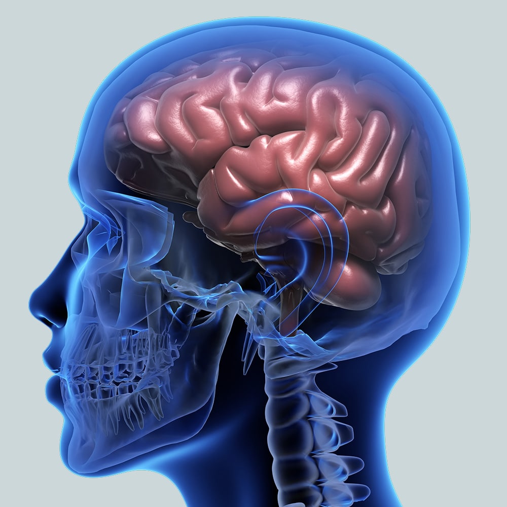 Las neuronas, si no se utilizan, mueren.