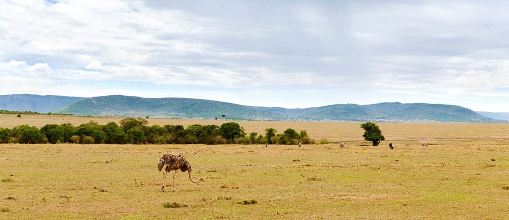 Actualmente, en la Tierra convivimos miles de especies, el origen de la vida.