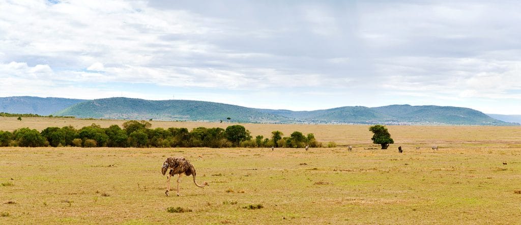 Actualmente, en la Tierra convivimos miles de especies, el origen de la vida. 